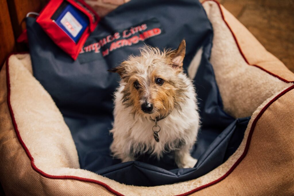 Chien installe sur le tapis a champ magnetique Activomed Impulseline Canin