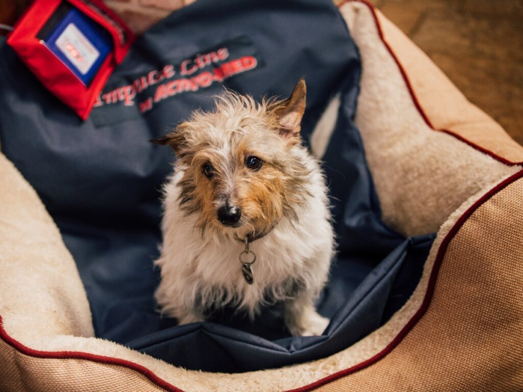 Chien installe dans son panier sur le tapis Activomed Impulseline Canin
