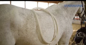 Séance de magnétothérapie pulsée MagnaWave sur un cheval