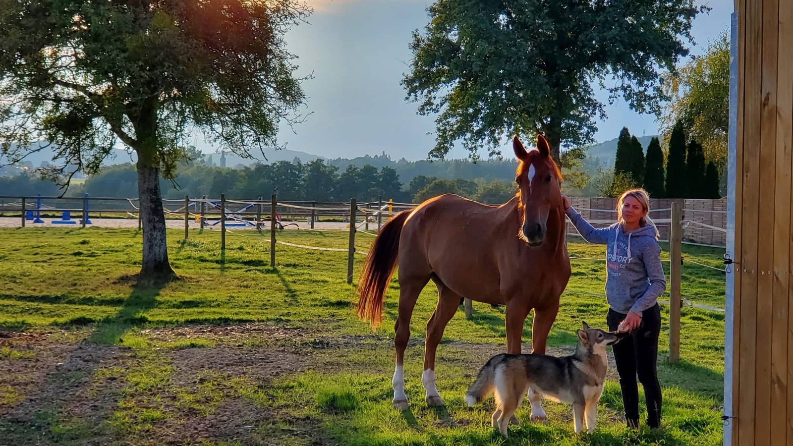 Un cheval et un chien devant les paddocks du Haras de la Flesch, au coucher du soleil