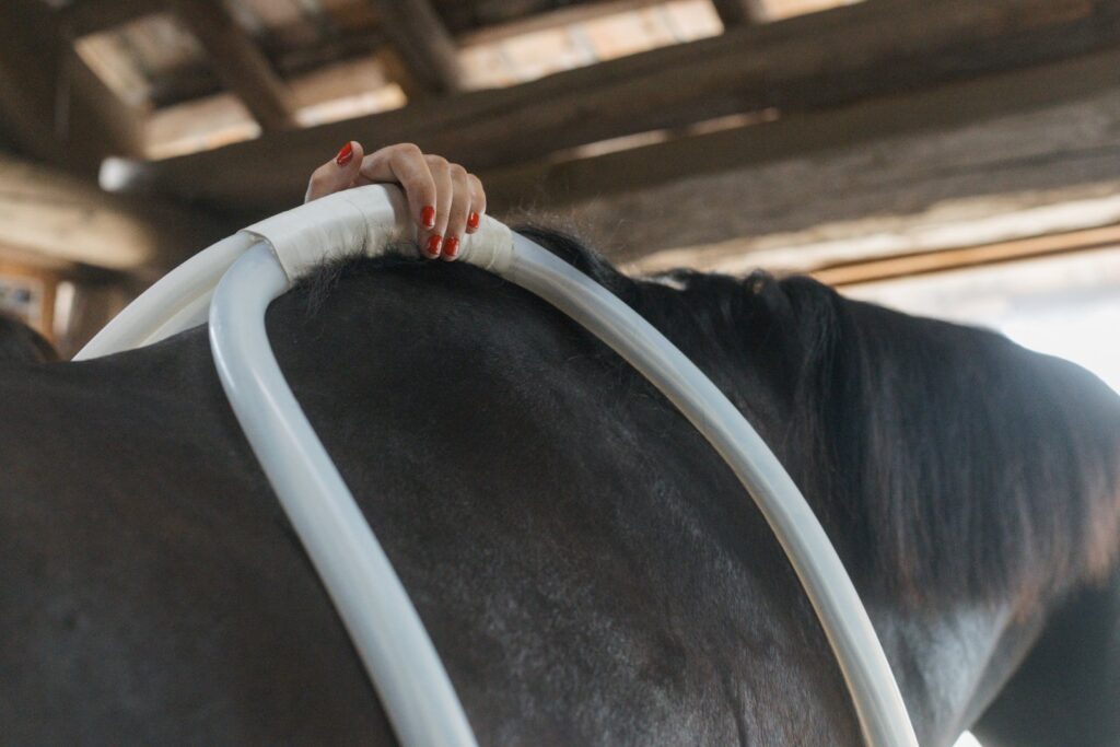Boucles XL MagnaWave couvrant le dos du cheval