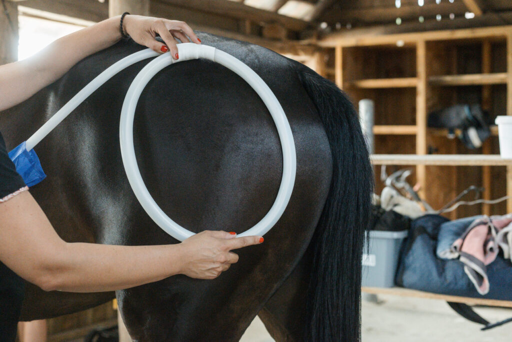 Grande boucle MagnaWave posée sur la croupe du cheval