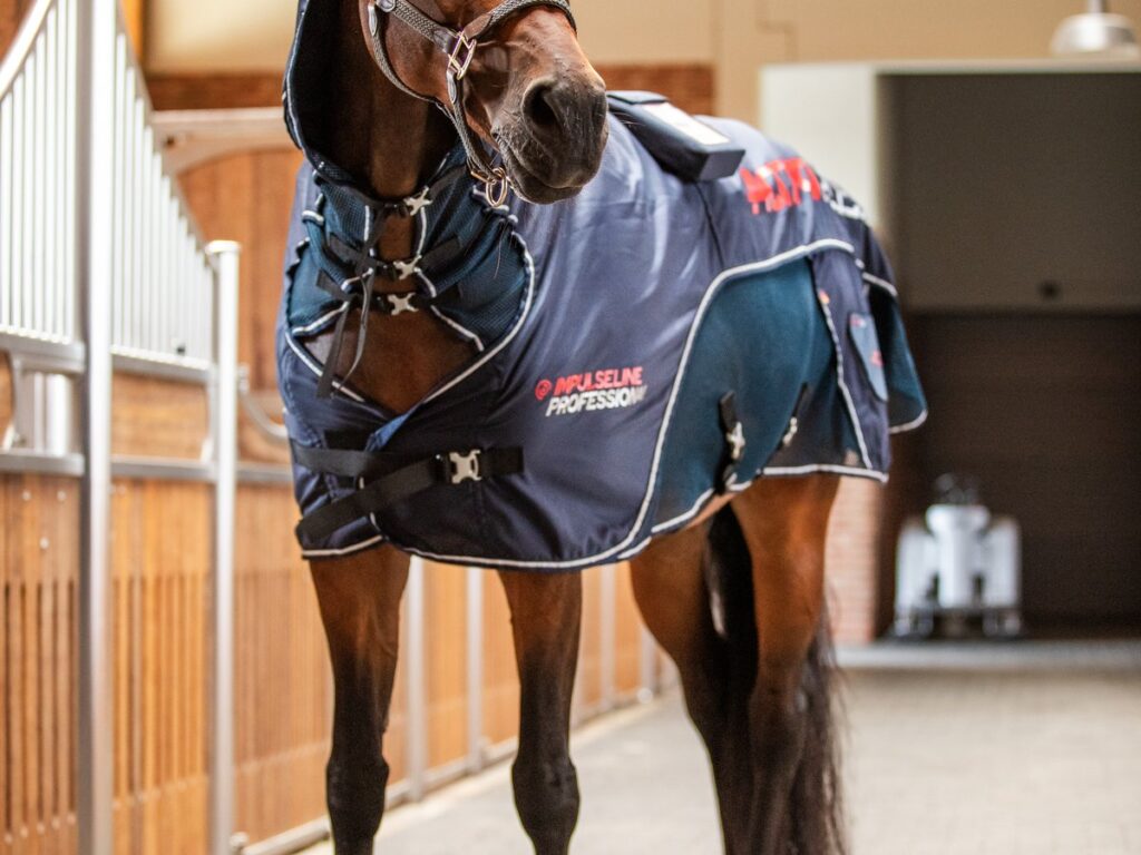 Cheval sous couverture Activomed Impulseline, vu de face dans son box